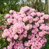 Rozkwitły rododendrony:)