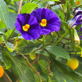 Solanum Lacinatum