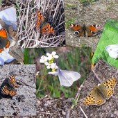 Tej wiosny spotkałam takie motylki!