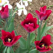 tulipan 