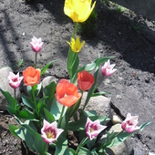 tulipanki kwitną