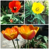 Tulipanowy sezon nadal trwa