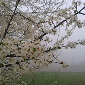 Wiosna we mgle...