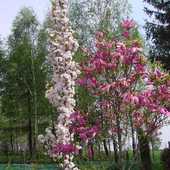 Wiśnia Amanogawa i magnolia .
