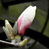 Zakwitnie Magnolia C