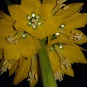 Zdjęcie nocą- Szachownica cesarska, korona cesarska – Fritillaria imperialis