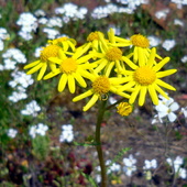 Żółte kwiatki