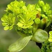 Żółto-seledynowe kwiatki klonu