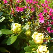 Żółty rododendron i azalia 