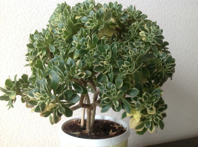 Aichryson domesticum variegata bonsai