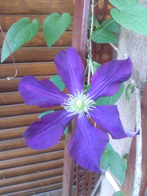 Clematis nr 2 