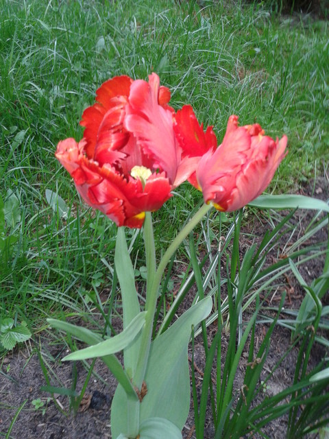 Dwukwiat tulipanowy