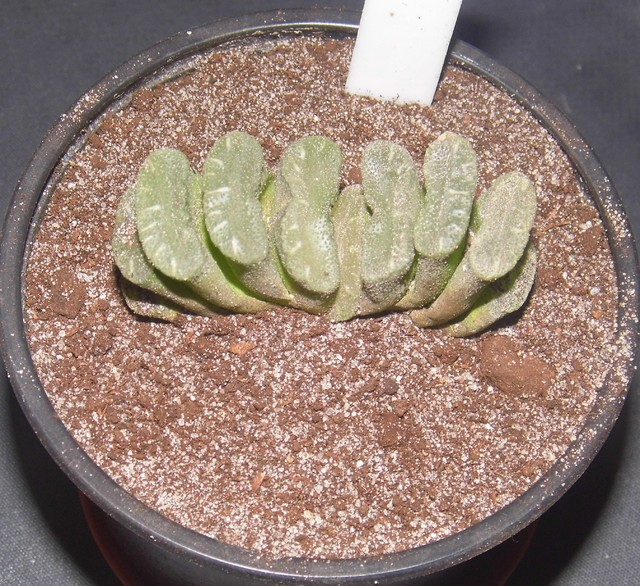Haworthia truncata(Rumia)