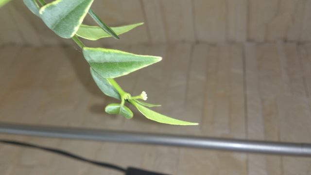 Hoya bella variegata