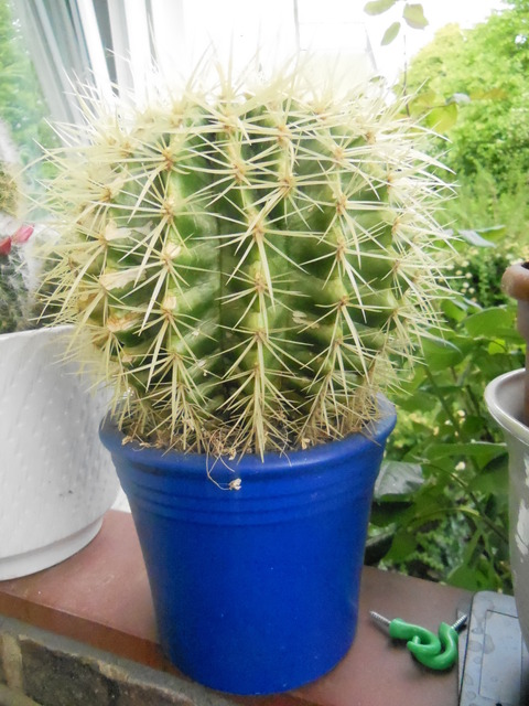 kaktus 