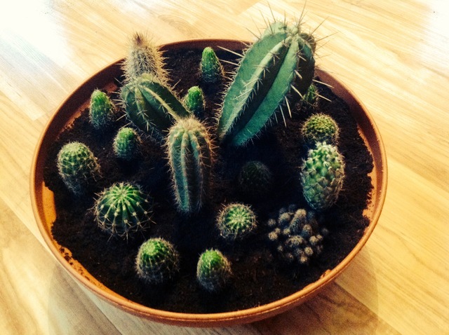 Kaktusiki :)