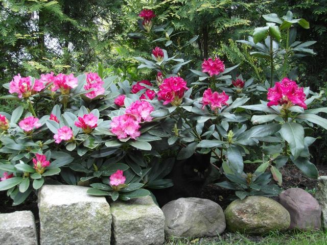 Kicia w rododendronach