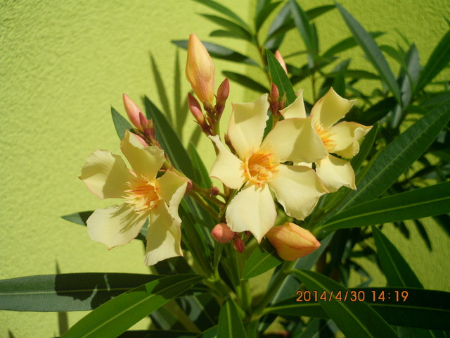 Kwiaty oleandra