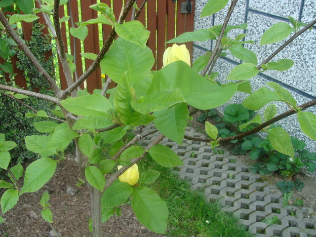 Magnolia-odmiana Yellow Bird...