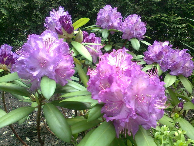 Rododendron:)