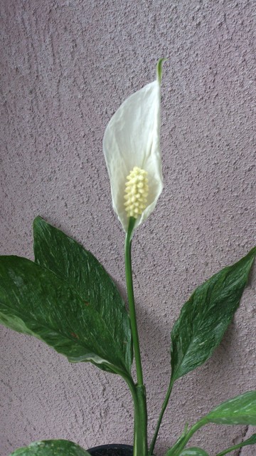 Skrzydłokwiat gemini