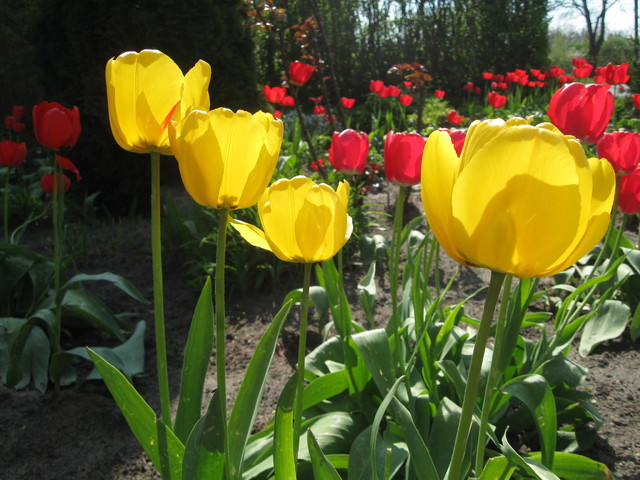 Tak kwitły moje tulipany...