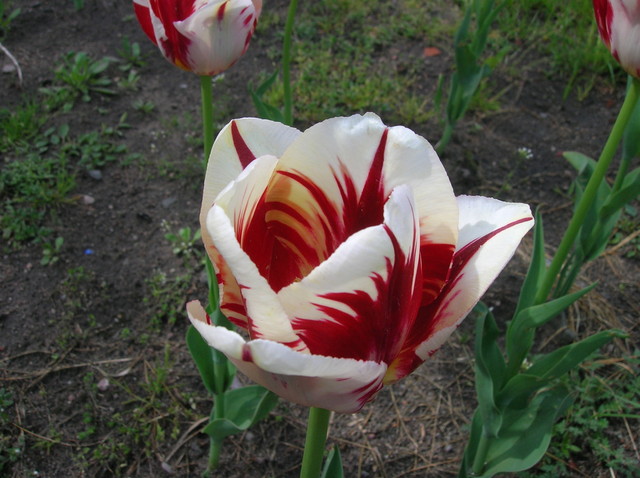 Tulipa biało-czerwony.