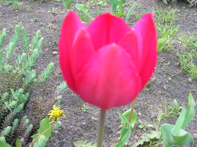 Tulipa różowy.