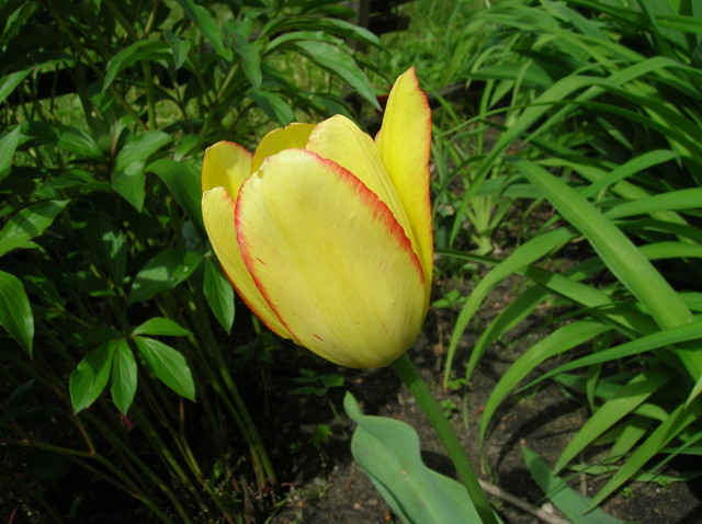 Tulipa żółto-czerwony