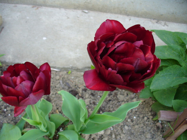 Tulipan czy róża