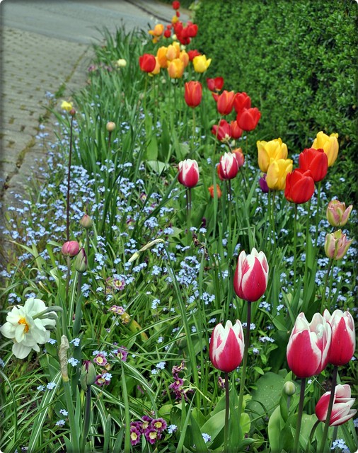 Tulipanowo-kolorowo