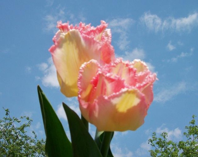 Tulipany crispa.