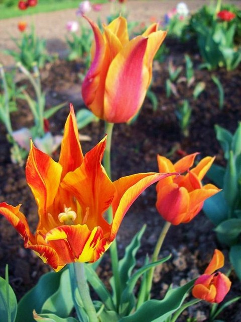 Tulipany liliokształtne.