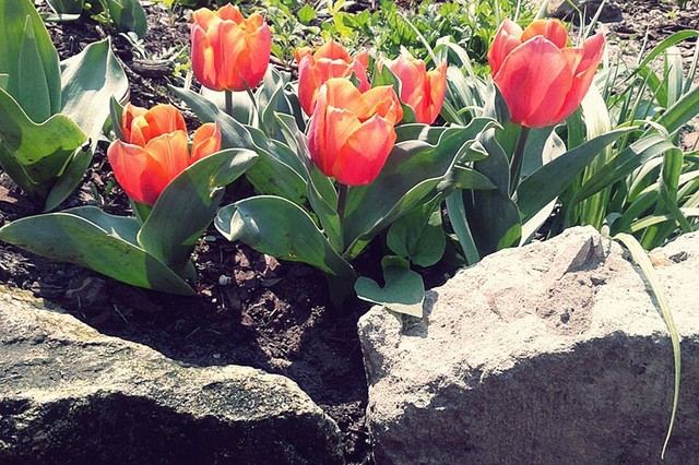 Tulipany wsadzone w lutym 2014- i zakwitły!