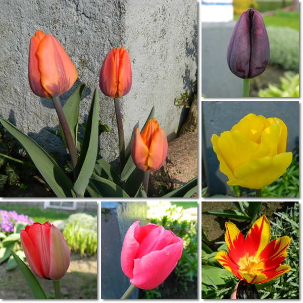 Tulipany z mojego ogrodu-pozdrawiam.