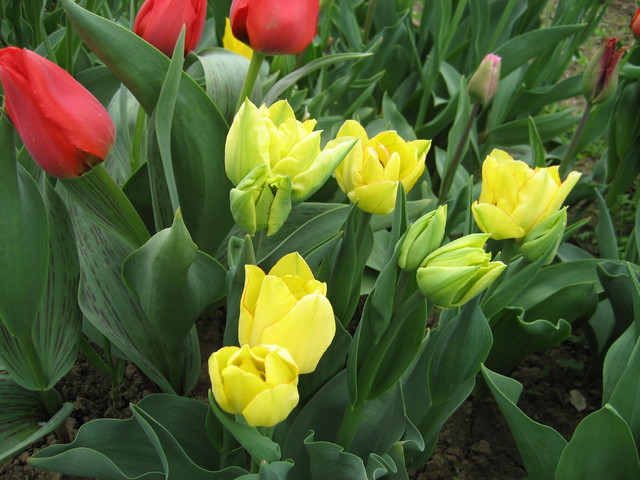 tulipany.....