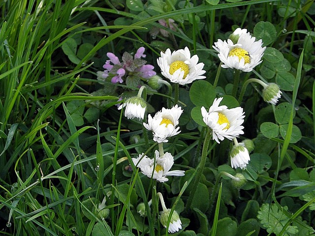 wiosenne kwiaty