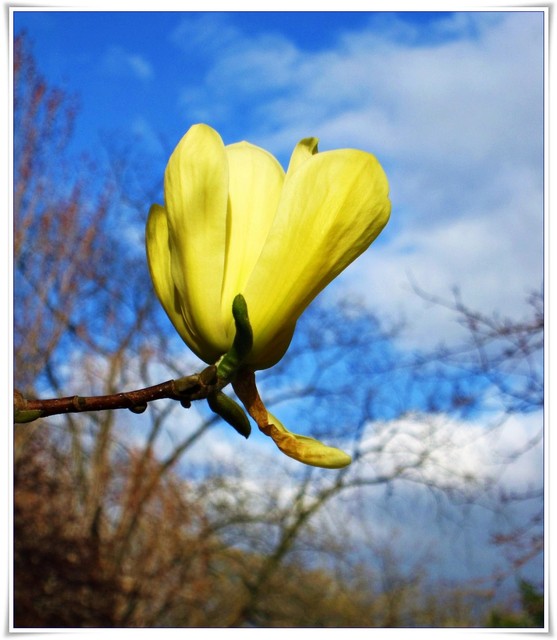 żółta magnolia