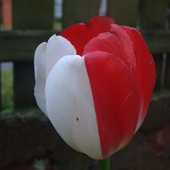 A to tulipan niespodzianka, nie wiem skąd się wziął