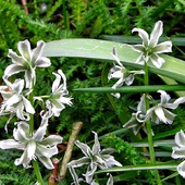 biało zielone kwiatki
