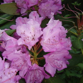 czas rododendronów