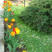 Druga z moich rabat tulipanowych...