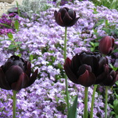  Dumne, czarne tulipany.