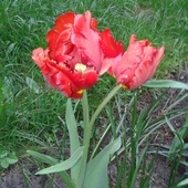 Dwukwiat tulipanowy
