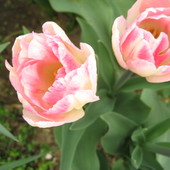Dzisiaj tulipany......