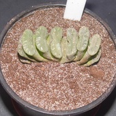 Haworthia truncata(Rumia)