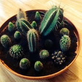 Kaktusiki :)