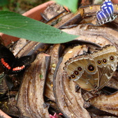 karmniki  dla motyli