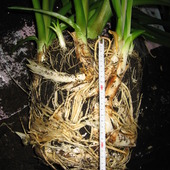 Krynka azjatycka (Crinum asiaticum)