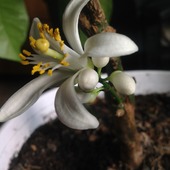 Kwiat mandarynki